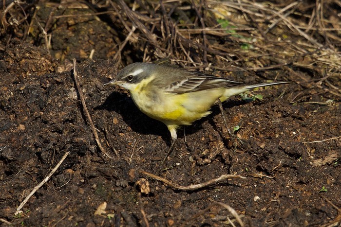 Eastern Yellow Wagtail