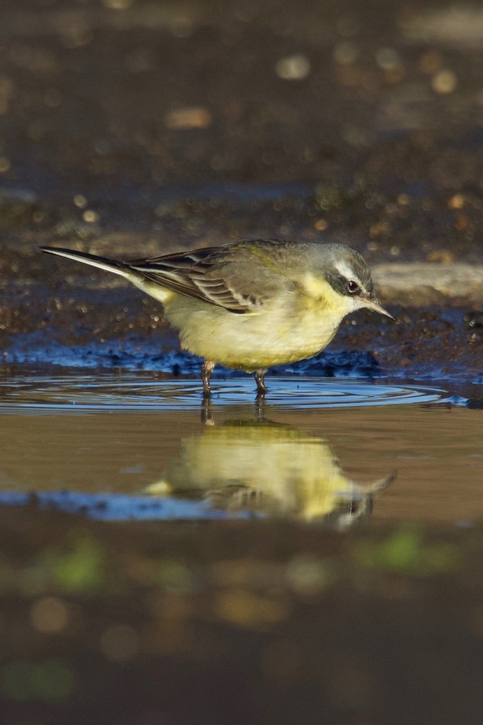 Eastern Yellow Wagtail