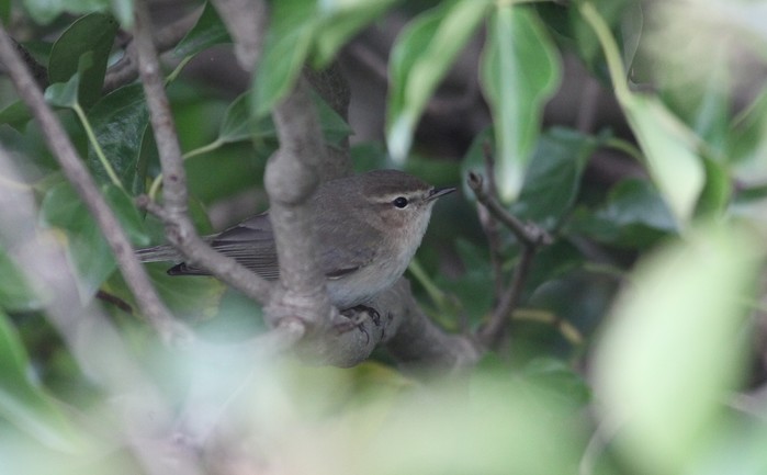Siberian Chiffchaff
