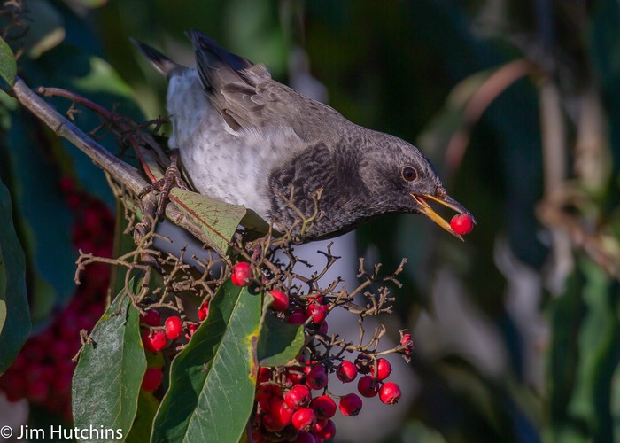 Black-throated Thrush