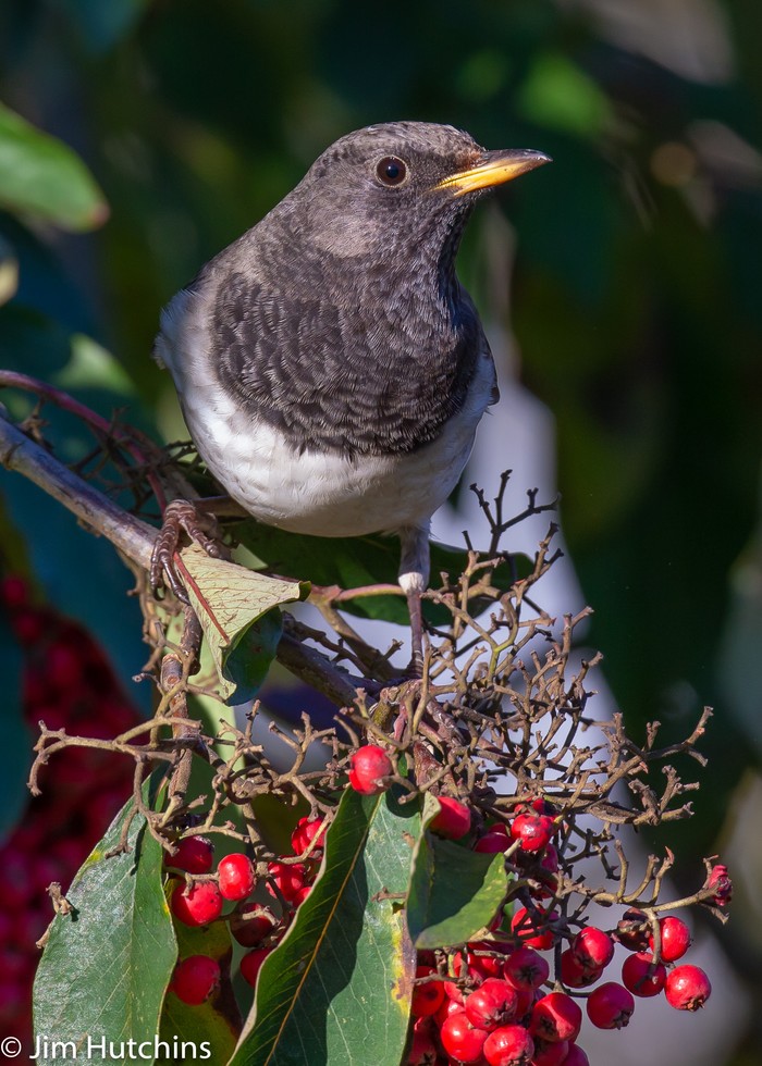 Black-throated Thrush