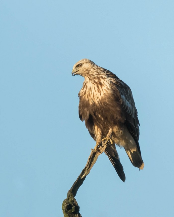 Rough-legged Buzzard