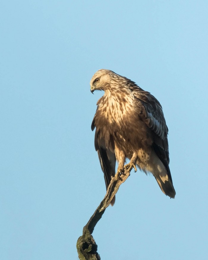 Rough-legged Buzzard