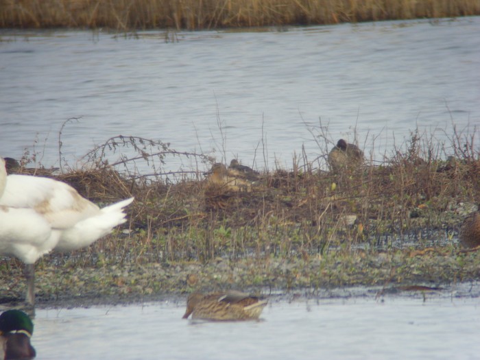 Garganey