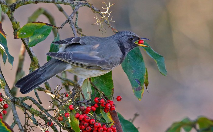 Black-throated Thrush