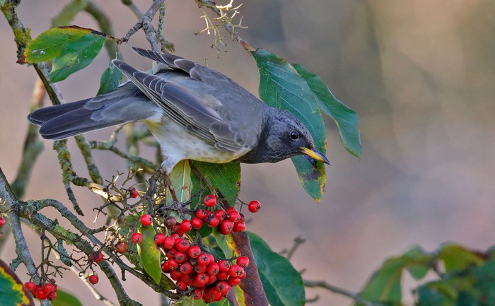 Black-throated Thrush