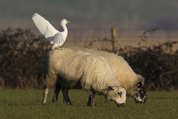 Cattle Egret