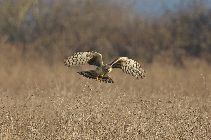 Hen Harrier