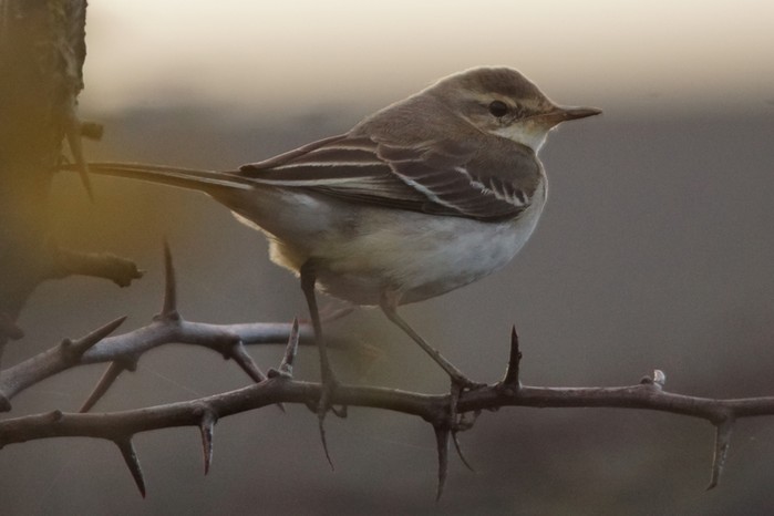 Eastern Yellow Wagtail