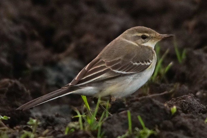 Eastern Yellow Wagtail