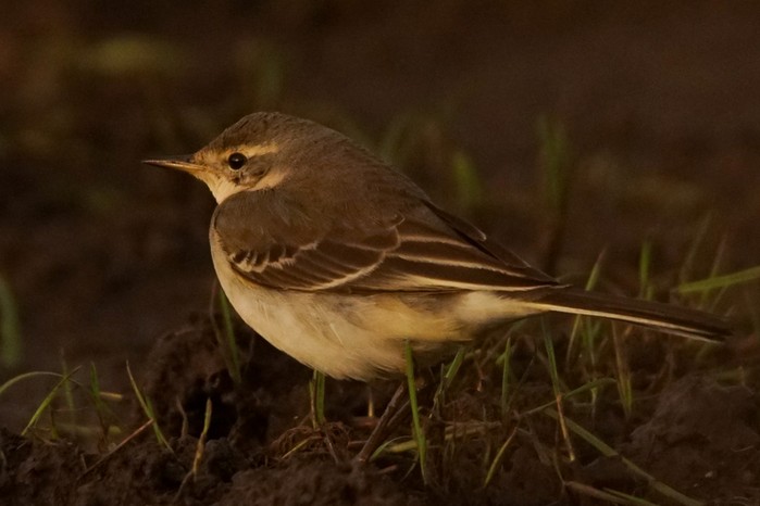 Eastern Yellow Wagtail