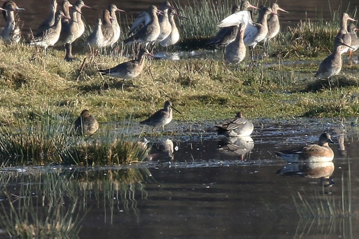 Long-billed Dowitcher