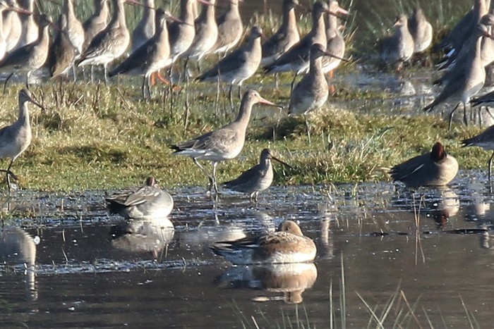 Long-billed Dowitcher
