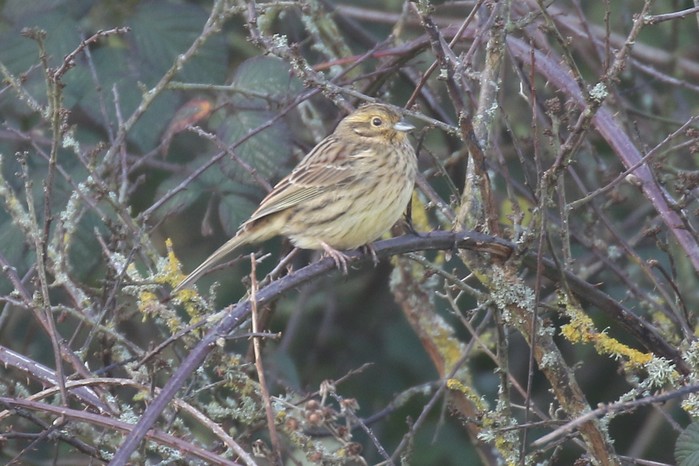 Cirl Bunting