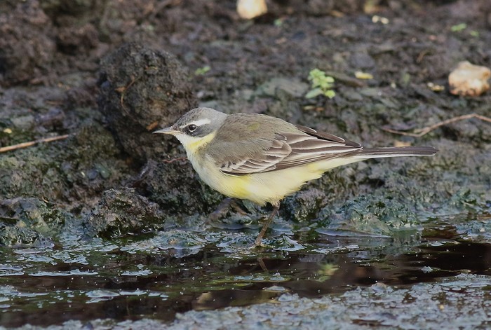 Blue-headed Eastern Yellow Wagtail