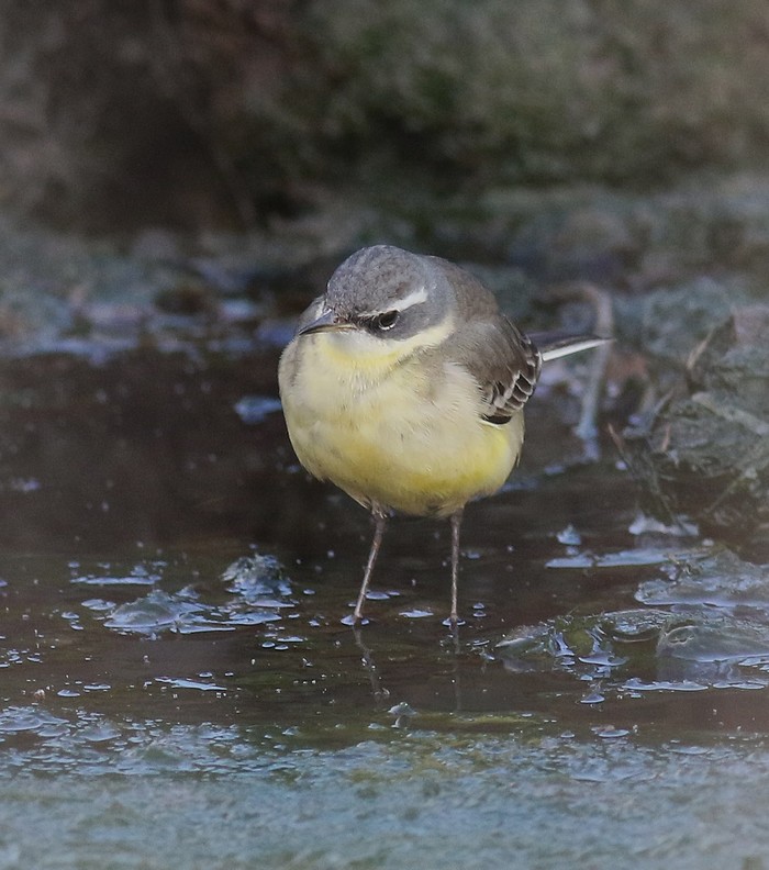 Blue-headed Eastern Yellow Wagtail