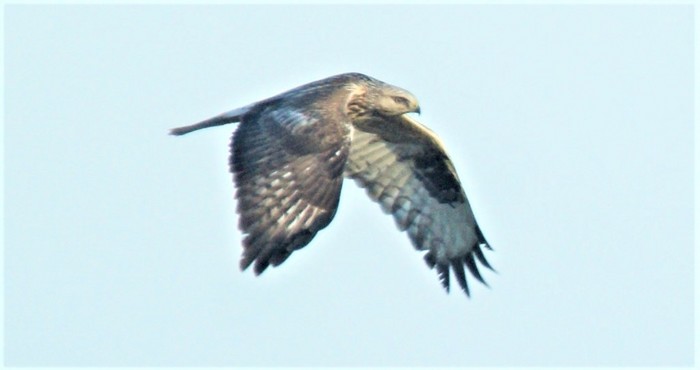 Rough-legged Buzzard