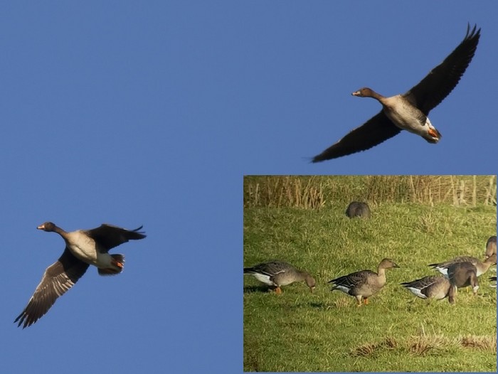 Taiga Bean Goose