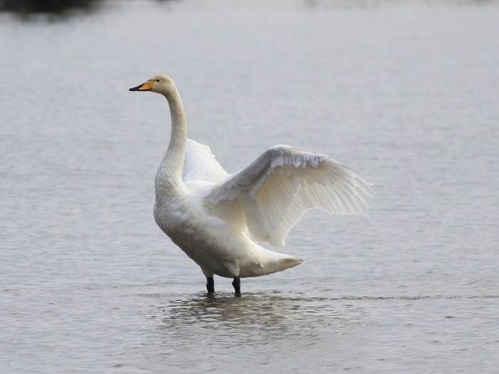 Whooper Swan