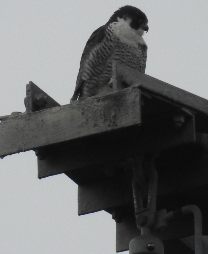 Peregrine