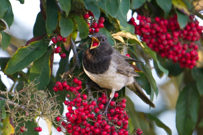 Black-throated Thrush