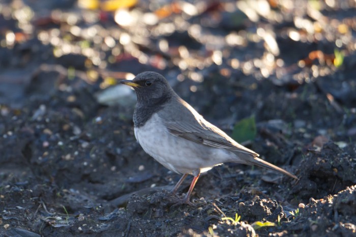 Black-throated Thrush