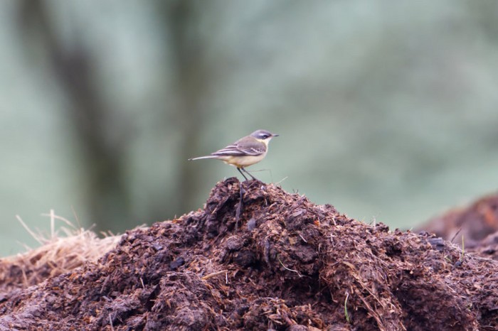 Blue-headed Eastern Yellow Wagtail