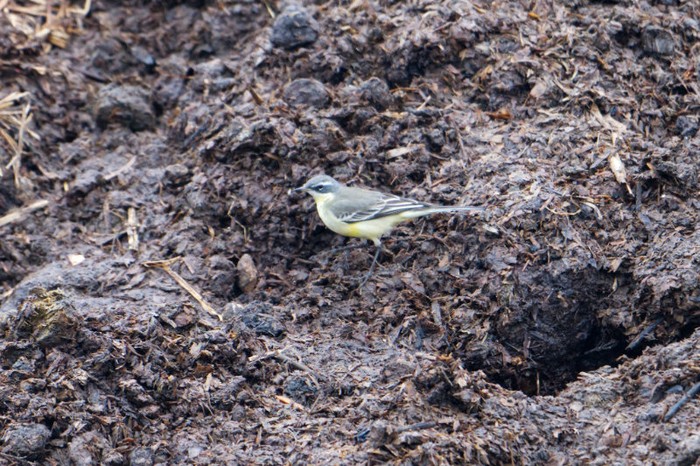 Blue-headed Eastern Yellow Wagtail