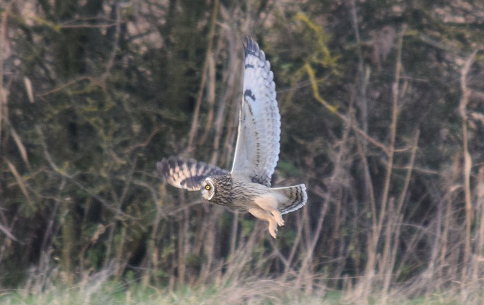 Short-eared Owl