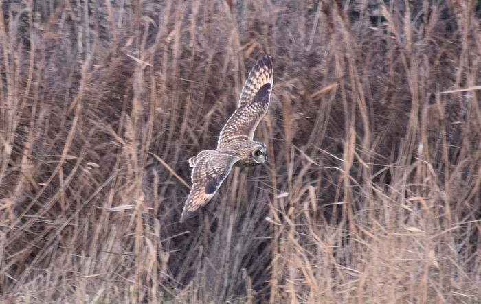 Short-eared Owl