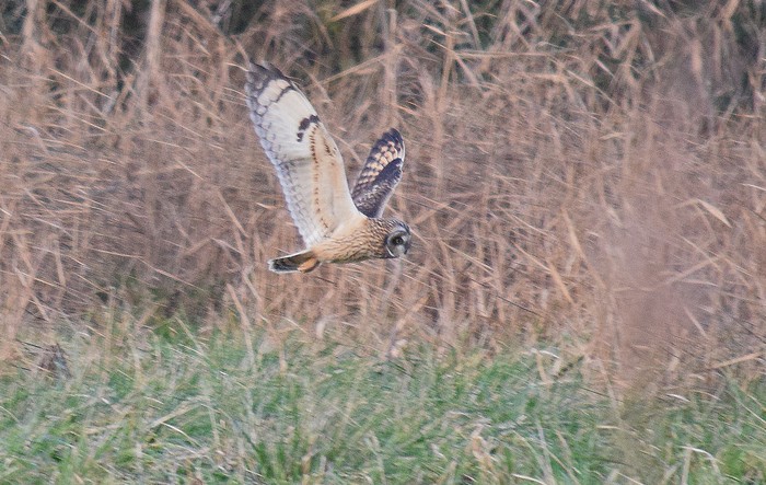 Short-eared Owl