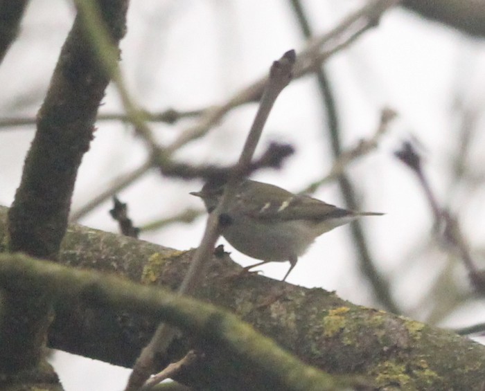 Yellow-browed Warbler