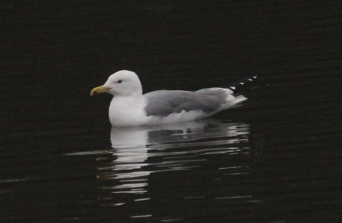 Yellow-legged Gull