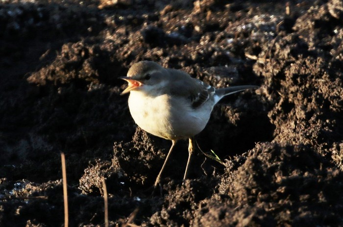 Eastern Yellow Wagtail