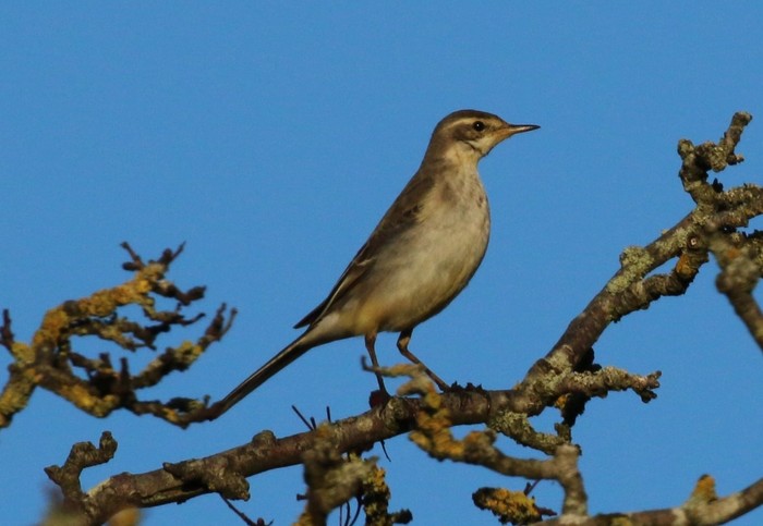 Eastern Yellow Wagtail