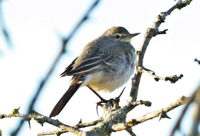 Eastern Yellow Wagtail