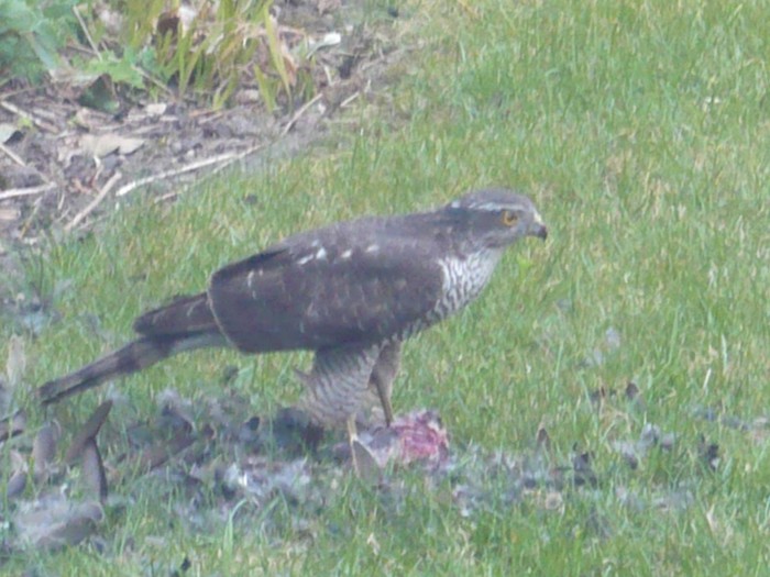 Sparrowhawk