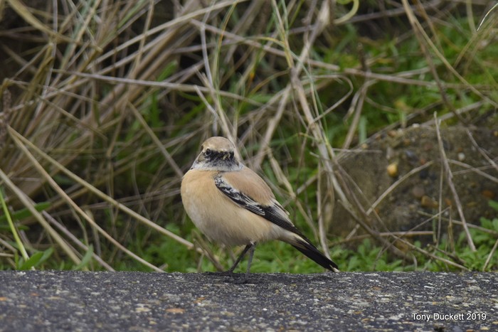 Desert Wheatear