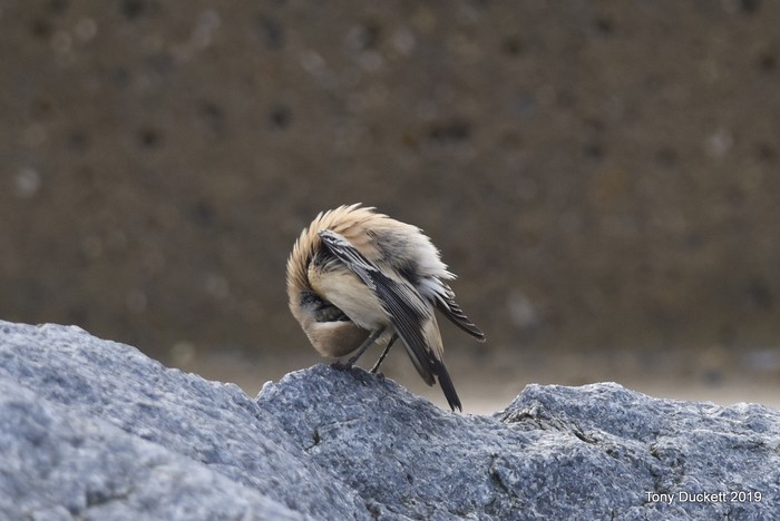 Desert Wheatear