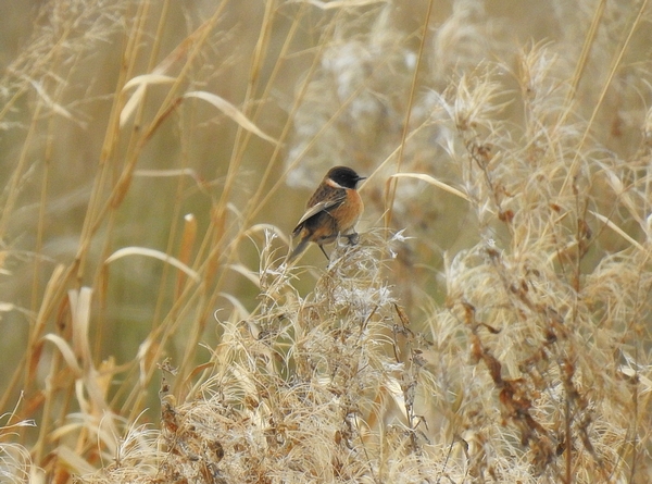 Stonechat