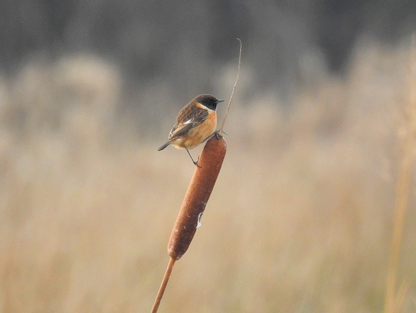 Stonechat