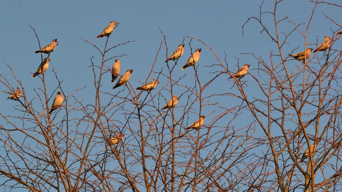Waxwing