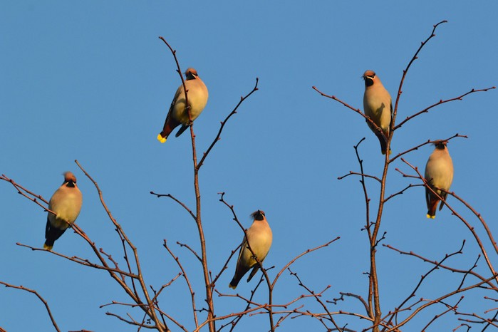 Waxwing