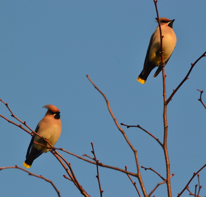 Waxwing