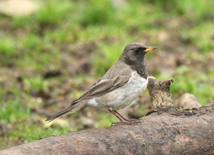 Black-throated Thrush