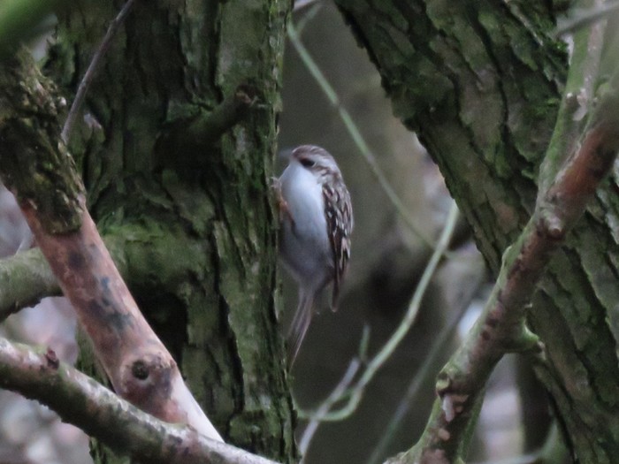 Northern Treecreeper