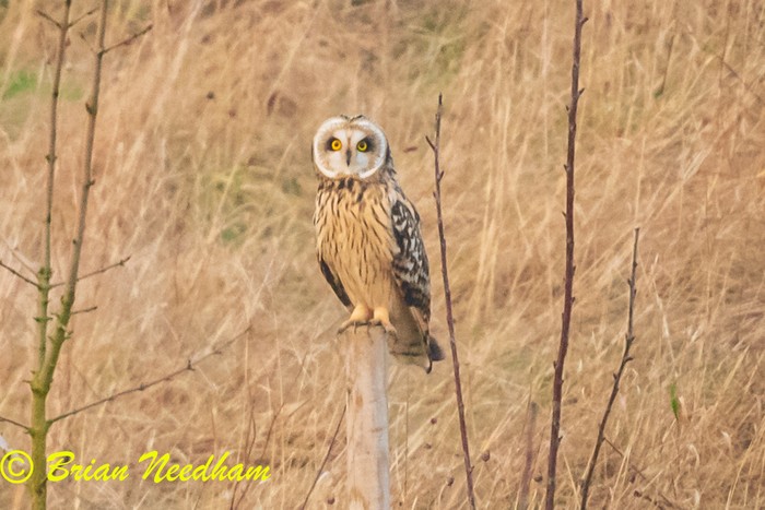 Short-eared Owl