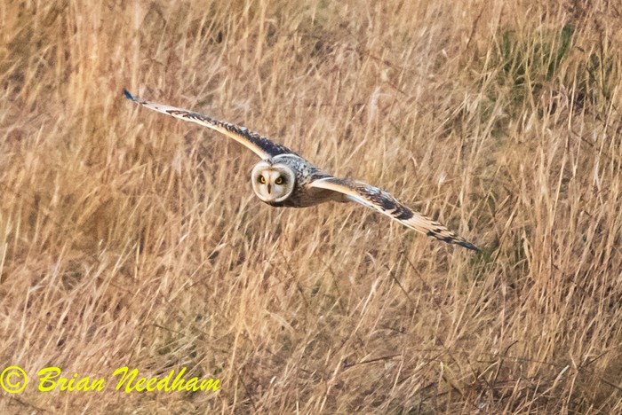 Short-eared Owl