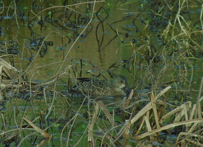Blue-winged Teal
