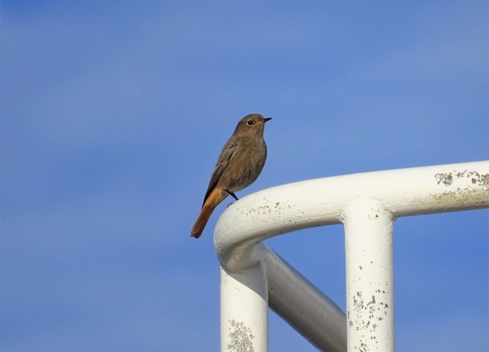 Black Redstart